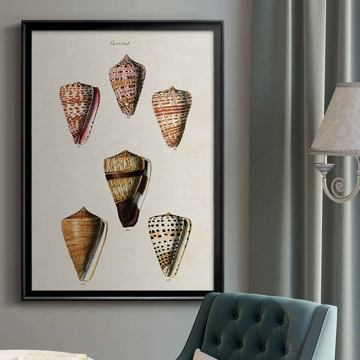 Cone Shell Collection IV - Modern Framed Canvas Print