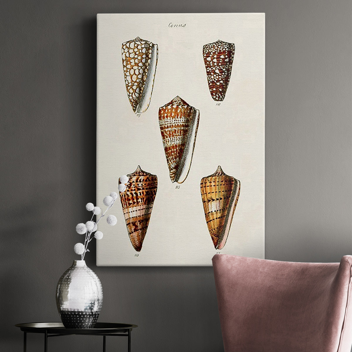 Cone Shell Collection II Premium Gallery Wrapped Canvas - Ready to Hang