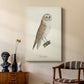 French Owls VI - Canvas Art Print