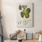 Vintage Pears VI Premium Gallery Wrapped Canvas - Ready to Hang