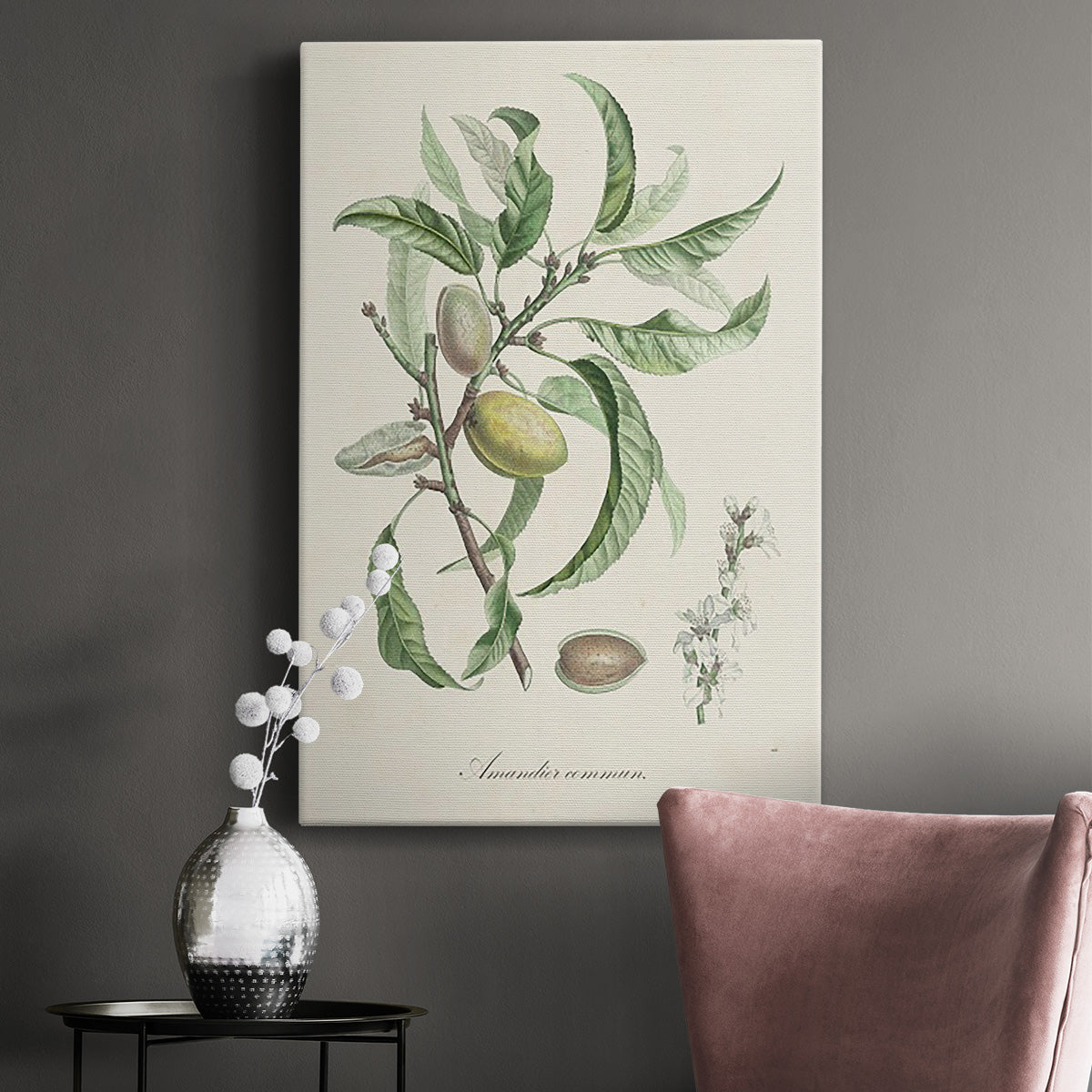 Antique Almond Botanical IV Premium Gallery Wrapped Canvas - Ready to Hang