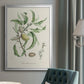 Antique Almond Botanical IV - Modern Framed Canvas Print
