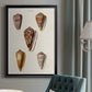 Cone Shell Collection VI - Modern Framed Canvas Print