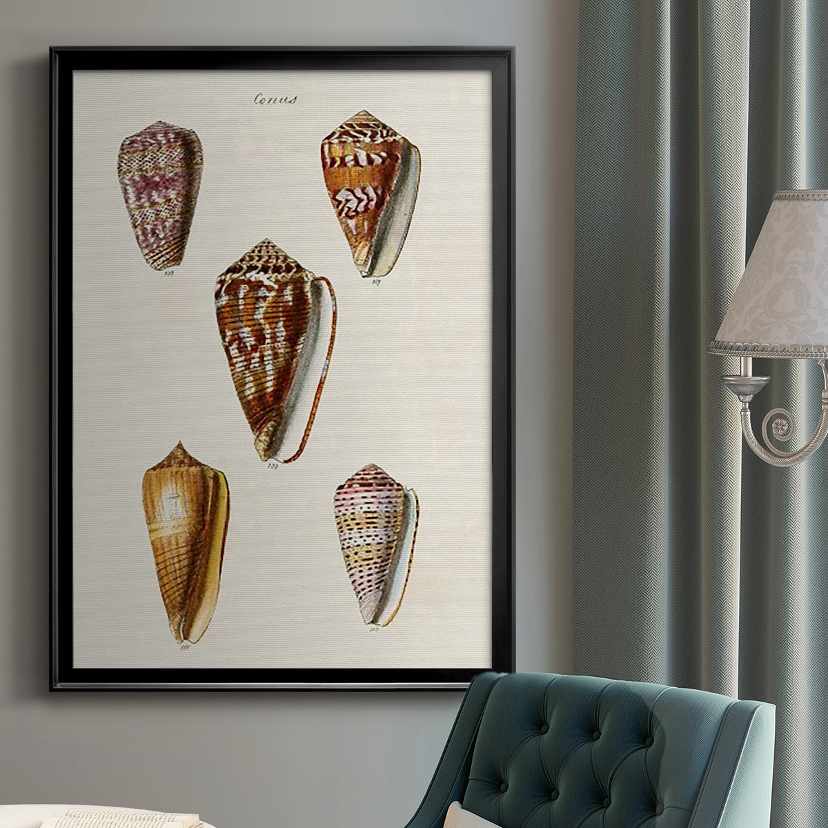 Cone Shell Collection VI - Modern Framed Canvas Print
