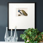 Peackock Plumage Premium Framed Print Double Matboard