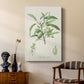 Antique Almond Botanical III - Canvas Art Print