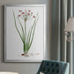 Rose Botanical II - Modern Framed Canvas Print