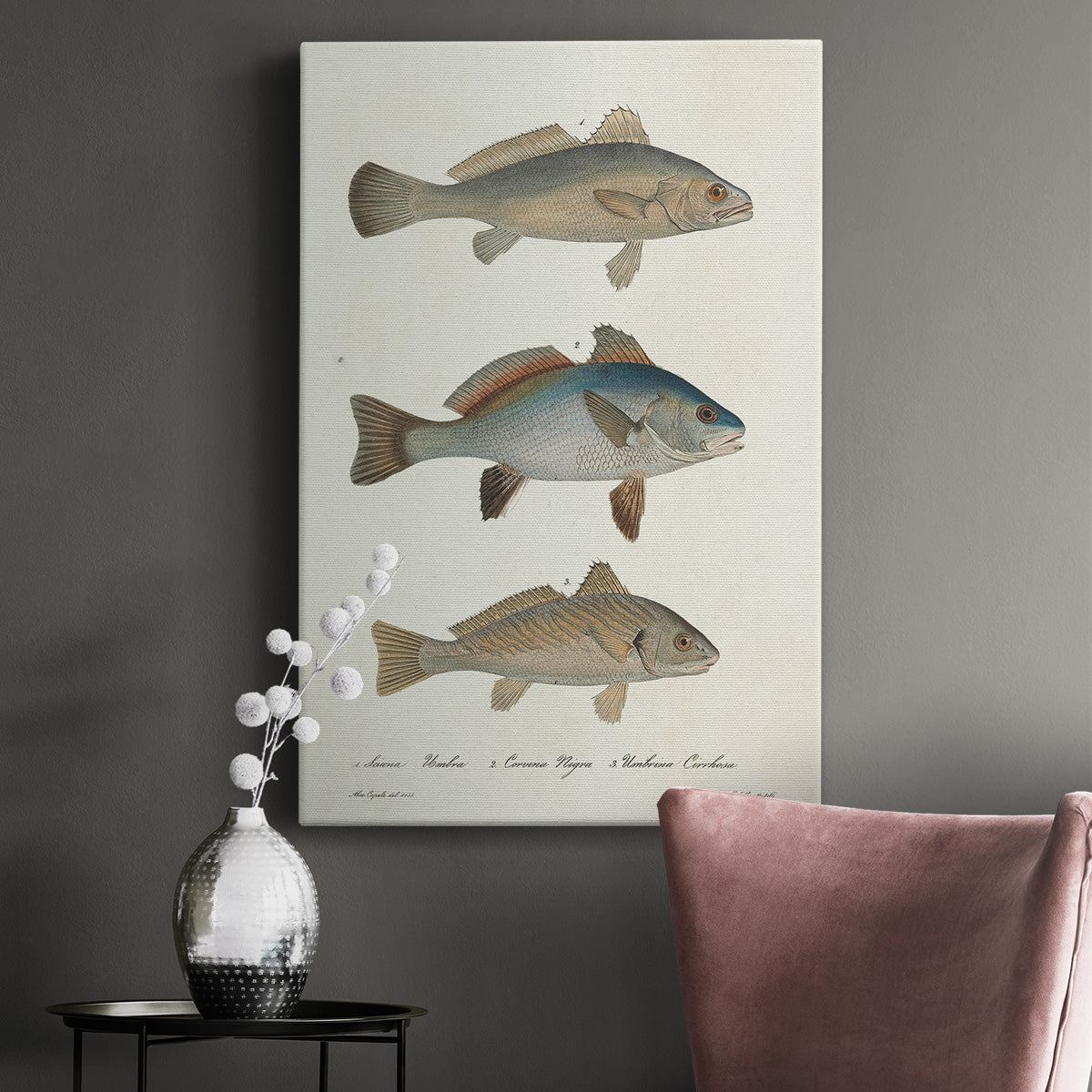 Species of Antique Fish III Premium Gallery Wrapped Canvas - Ready to Hang