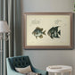 Bloch Antique Fish II Premium Framed Canvas- Ready to Hang