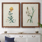 Traditional Botanical III - Premium Framed Canvas 2 Piece Set - Ready to Hang