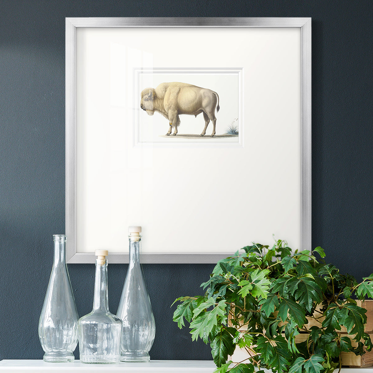 White Buffalo Premium Framed Print Double Matboard