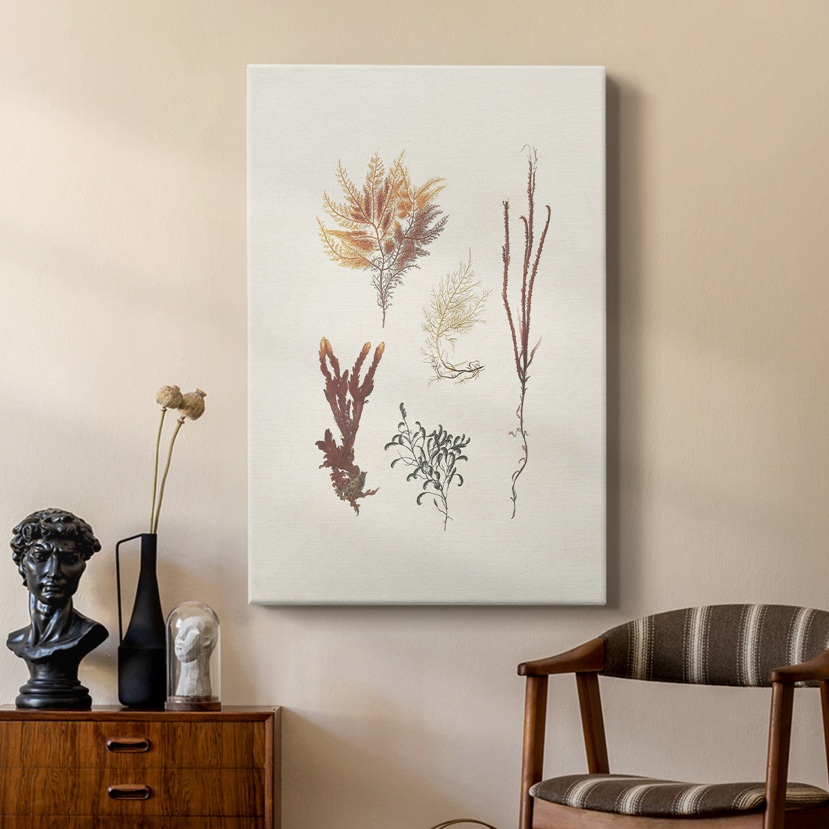 Knorr Shells & Coral VII - Canvas Art Print