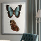 Antique Blue Butterflies IV - Modern Framed Canvas Print