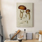 Mushroom Varieties III Premium Gallery Wrapped Canvas - Ready to Hang