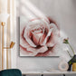 Pink Rose II - Canvas Art Print
