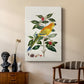 Solstice Parrot, 1796 - Canvas Art Print