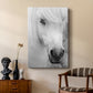 Island Pony I - Canvas Art Print