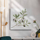 Olive Branch II - Canvas Art Print