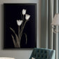 Tulip Pose I - Modern Framed Canvas Print