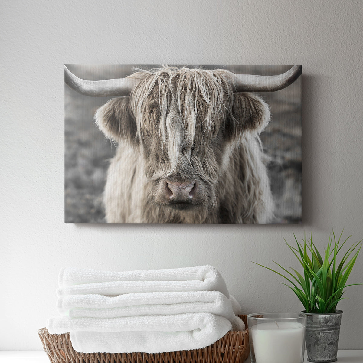 Highland cow with long hair showing expression in moody landscape during early morning light