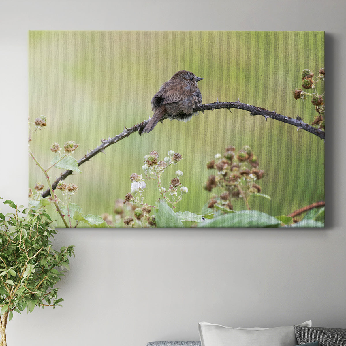 Resting Sparrow - Canvas Art Print