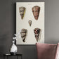 Cone Shell Collection III Premium Gallery Wrapped Canvas - Ready to Hang