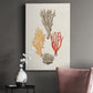 Knorr Shells & Coral IV Premium Gallery Wrapped Canvas - Ready to Hang