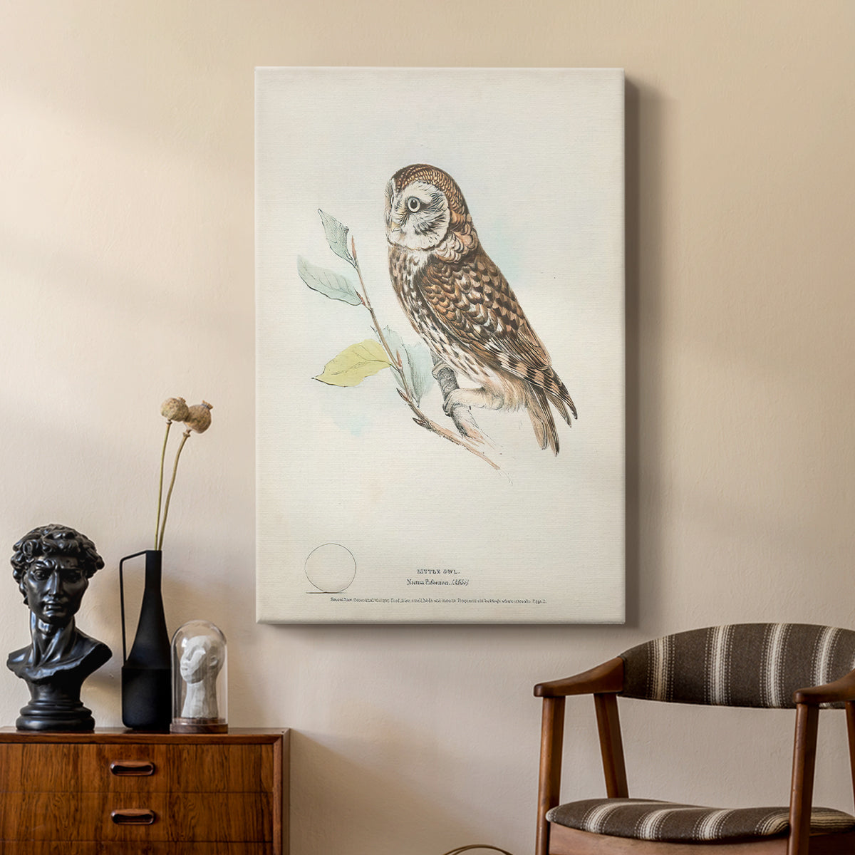 Little Owl - Canvas Art Print