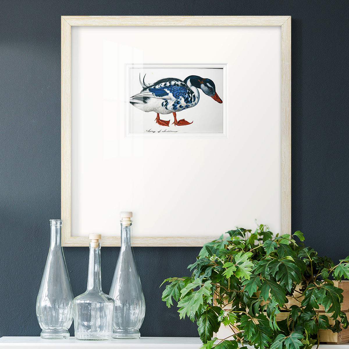 Blue Mallard Premium Framed Print Double Matboard