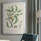 Antique Almond Botanical IV - Modern Framed Canvas Print