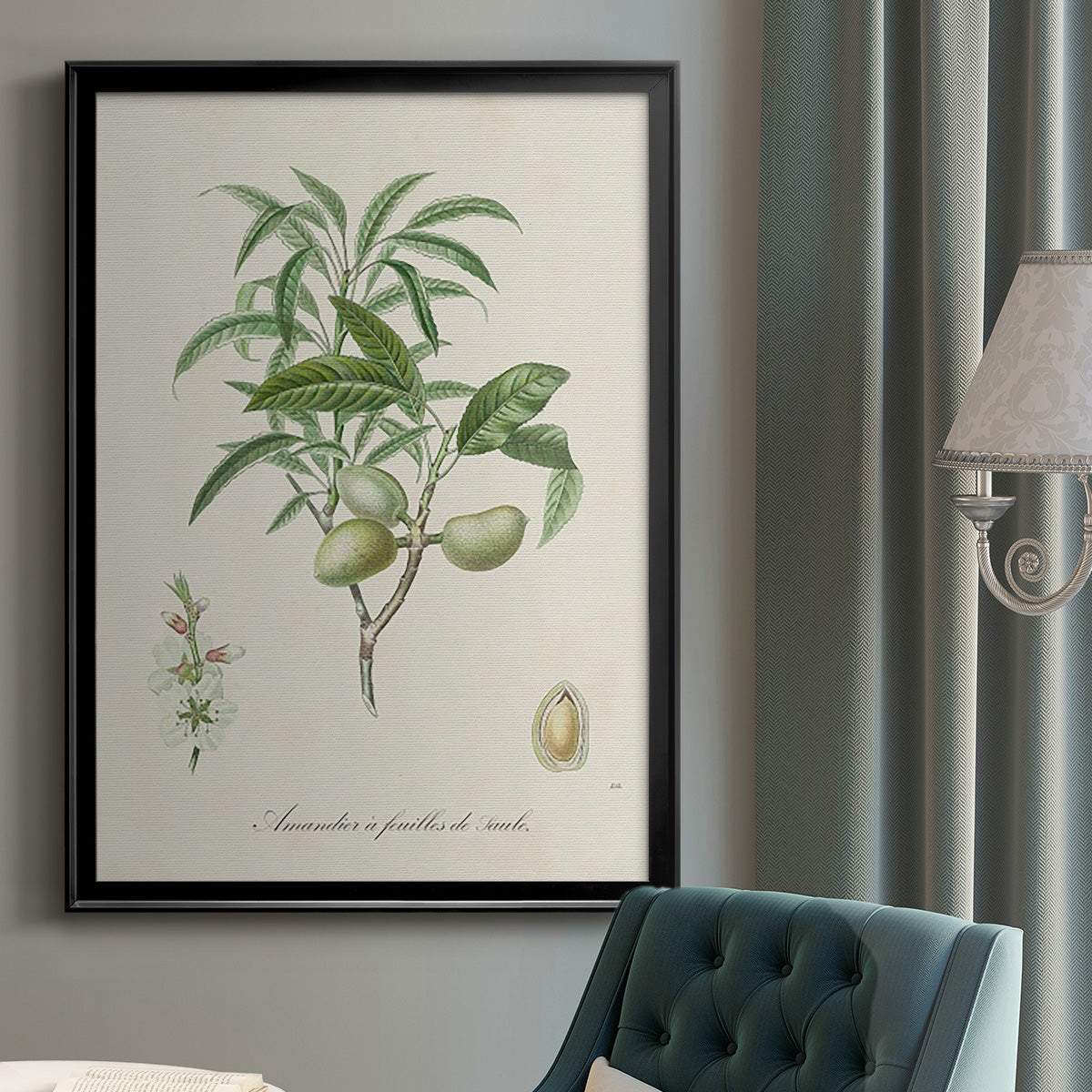 Antique Almond Botanical II - Modern Framed Canvas Print