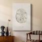 Shore Treasure Study III - Canvas Art Print