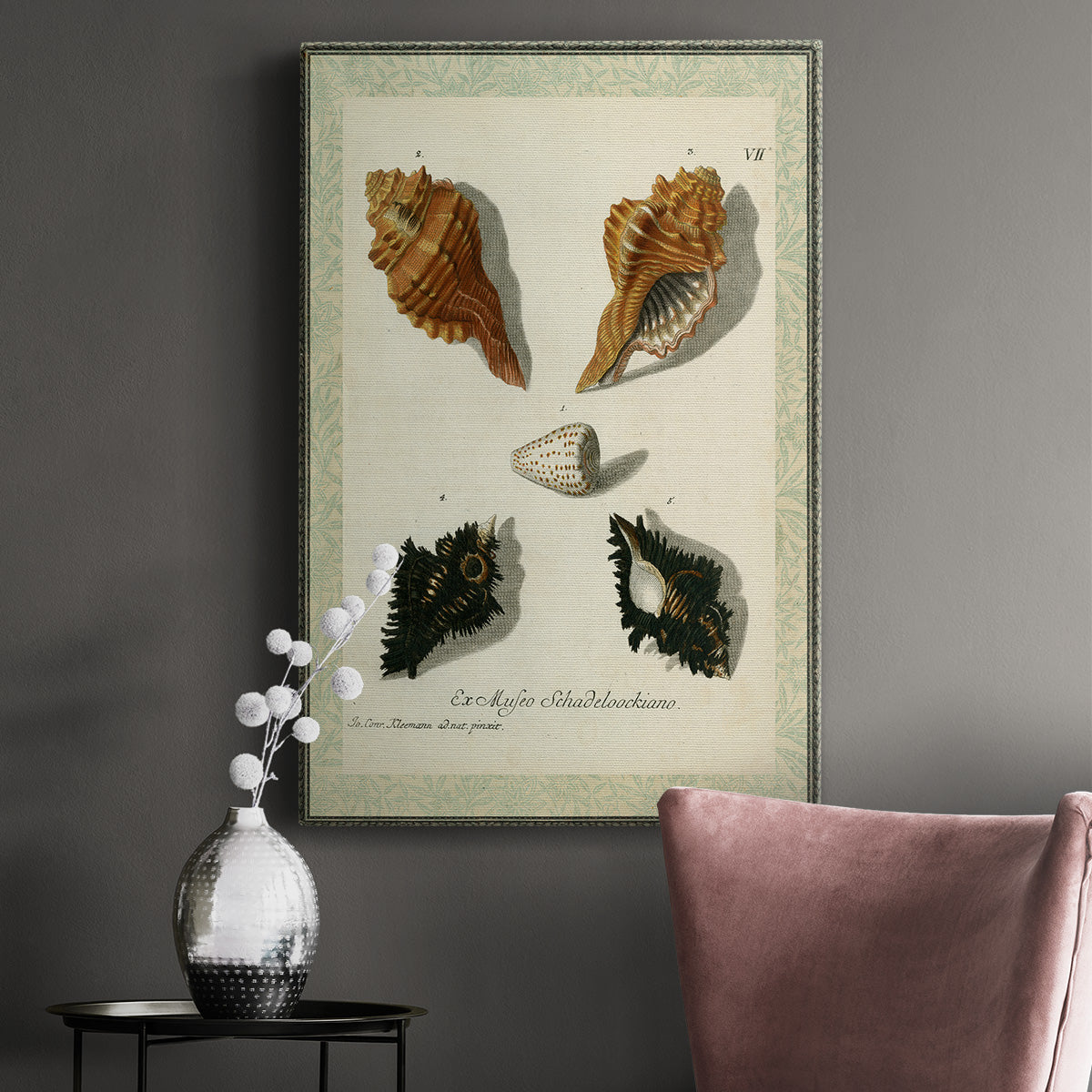 Bookplate Shells I Premium Gallery Wrapped Canvas - Ready to Hang