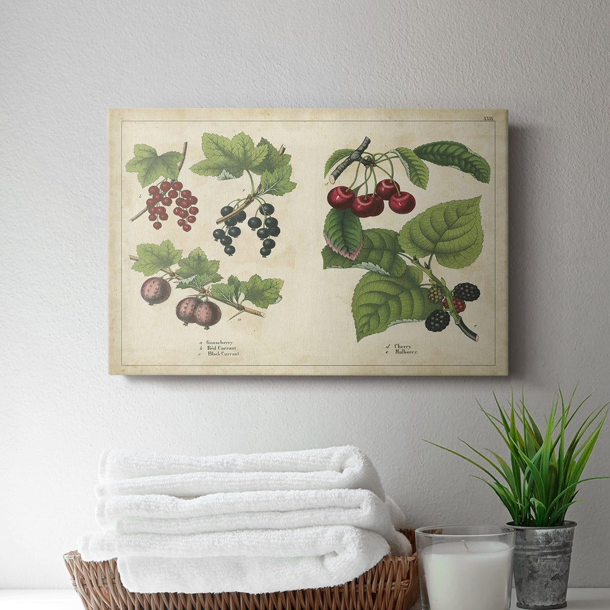 Berries and Currants - Canvas Art Print