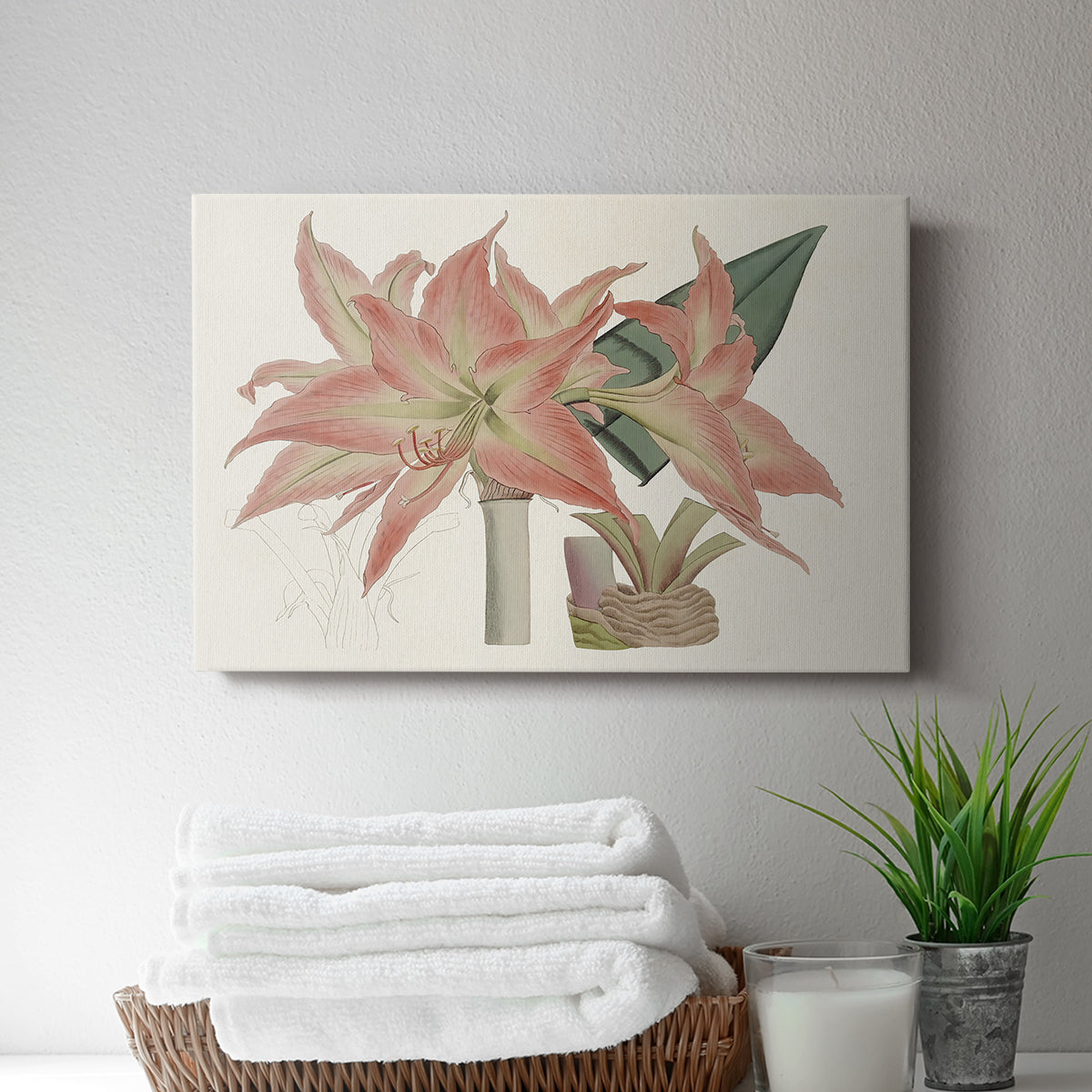 Amaryllis Varietals III - Canvas Art Print