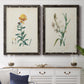 Traditional Botanical III - Premium Framed Canvas 2 Piece Set - Ready to Hang