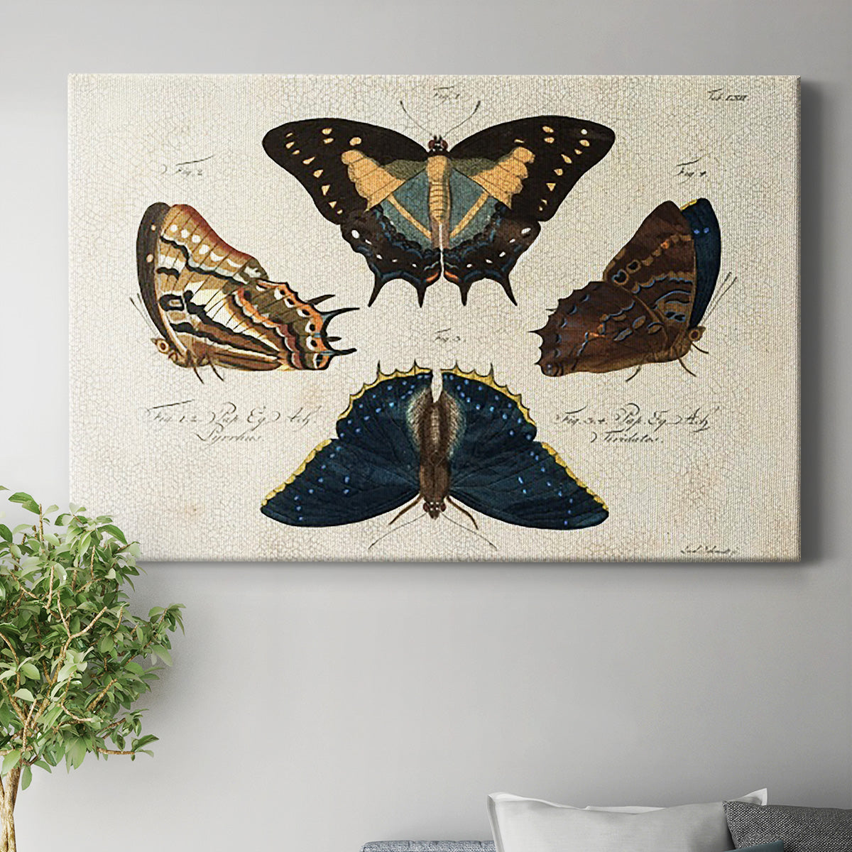 Crackled Butterflies IV - Canvas Art Print