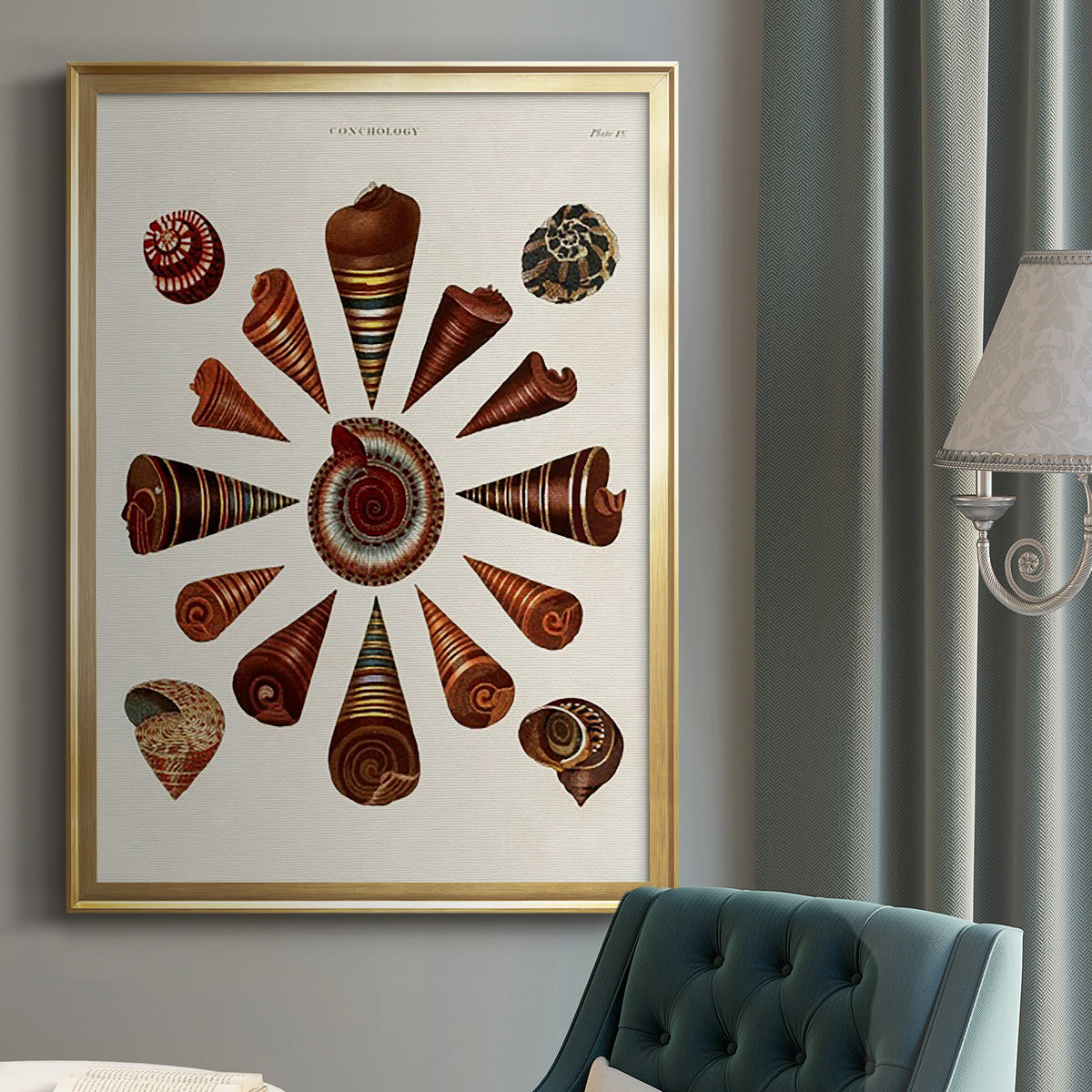 Spiral Shell Formation IV - Modern Framed Canvas Print
