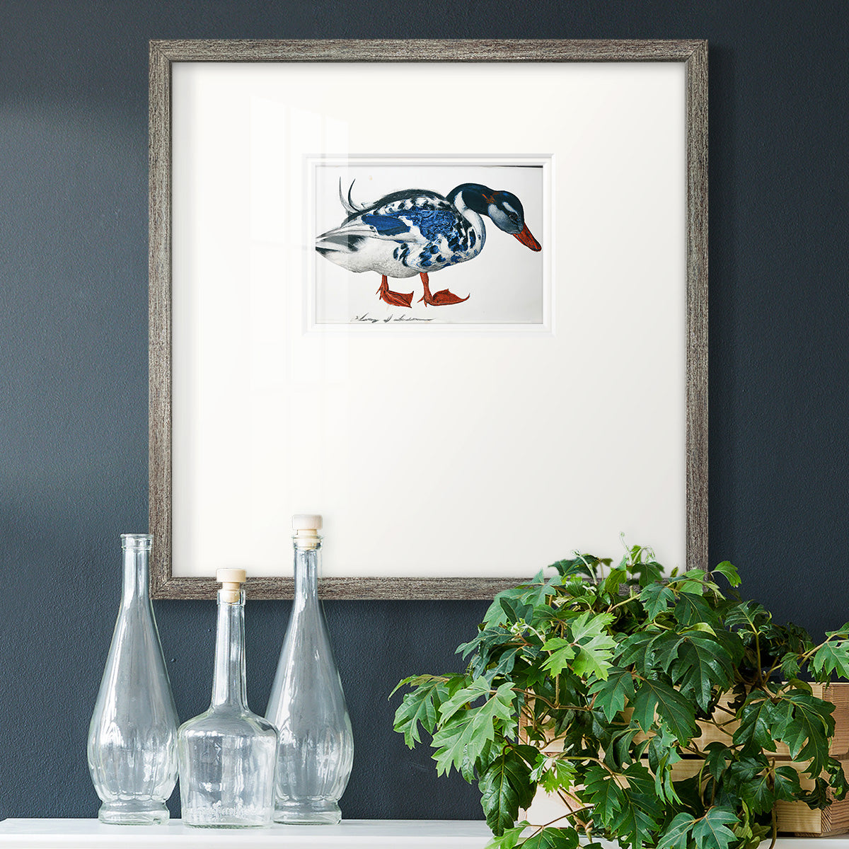 Blue Mallard Premium Framed Print Double Matboard