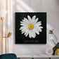 Delicate Daisy I - Canvas Art Print