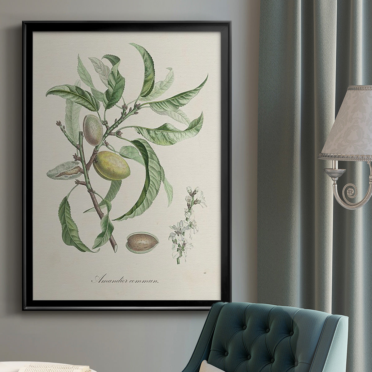 Antique Almond Botanical IV - Modern Framed Canvas Print