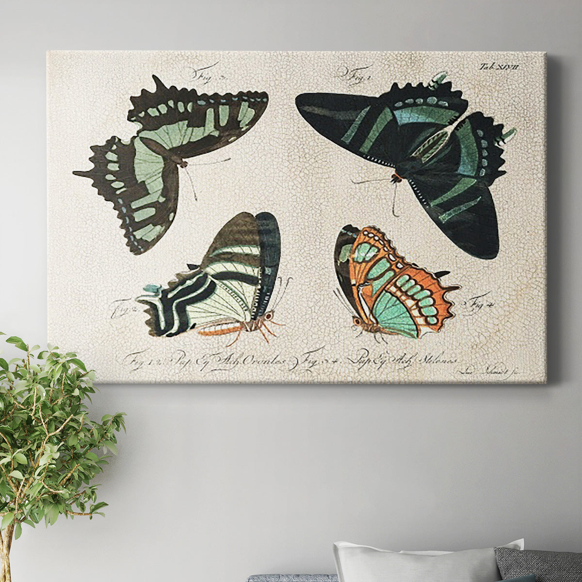 Crackled Butterflies III - Canvas Art Print