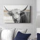 Steer XCI - Canvas Art Print