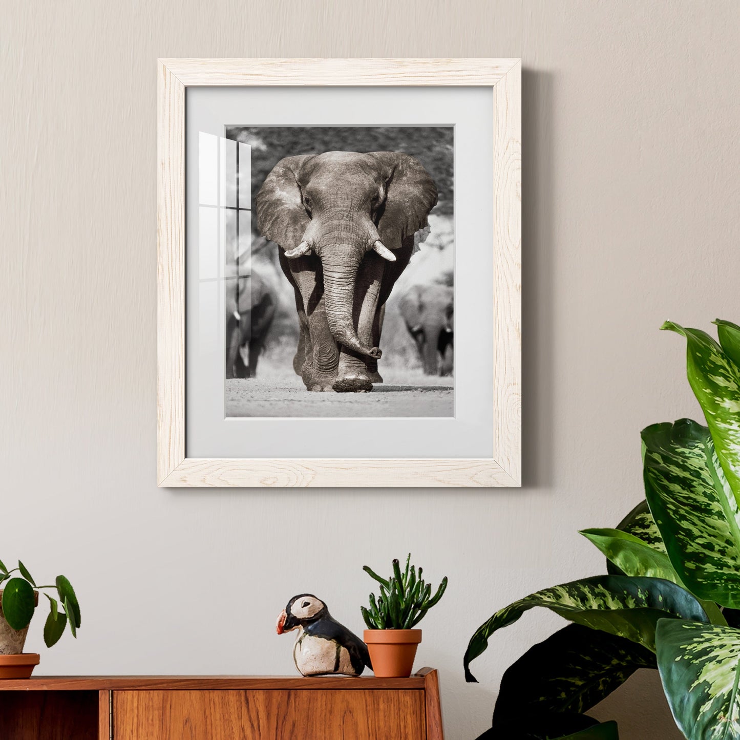 Botswana Patriarch - Premium Framed Print - Distressed Barnwood Frame - Ready to Hang