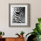 Zebra Colt - Premium Framed Print - Distressed Barnwood Frame - Ready to Hang