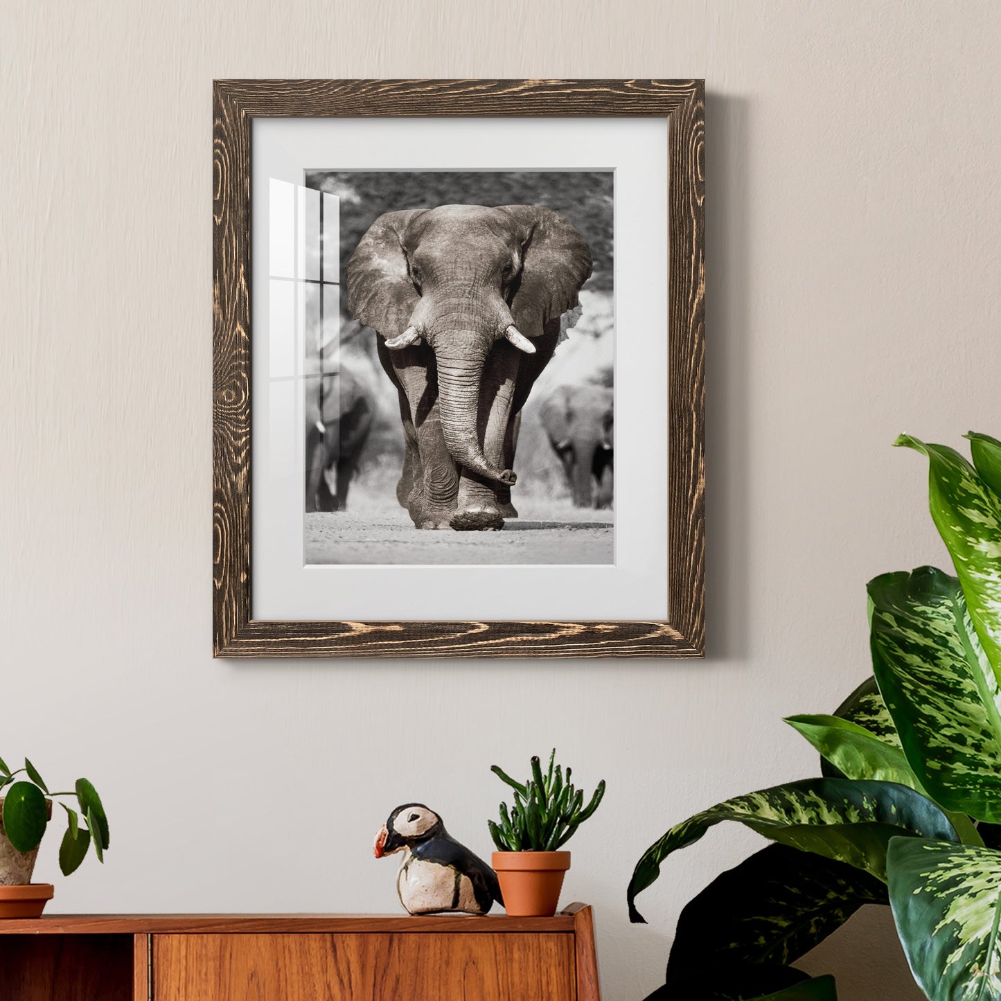 Botswana Patriarch - Premium Framed Print - Distressed Barnwood Frame - Ready to Hang