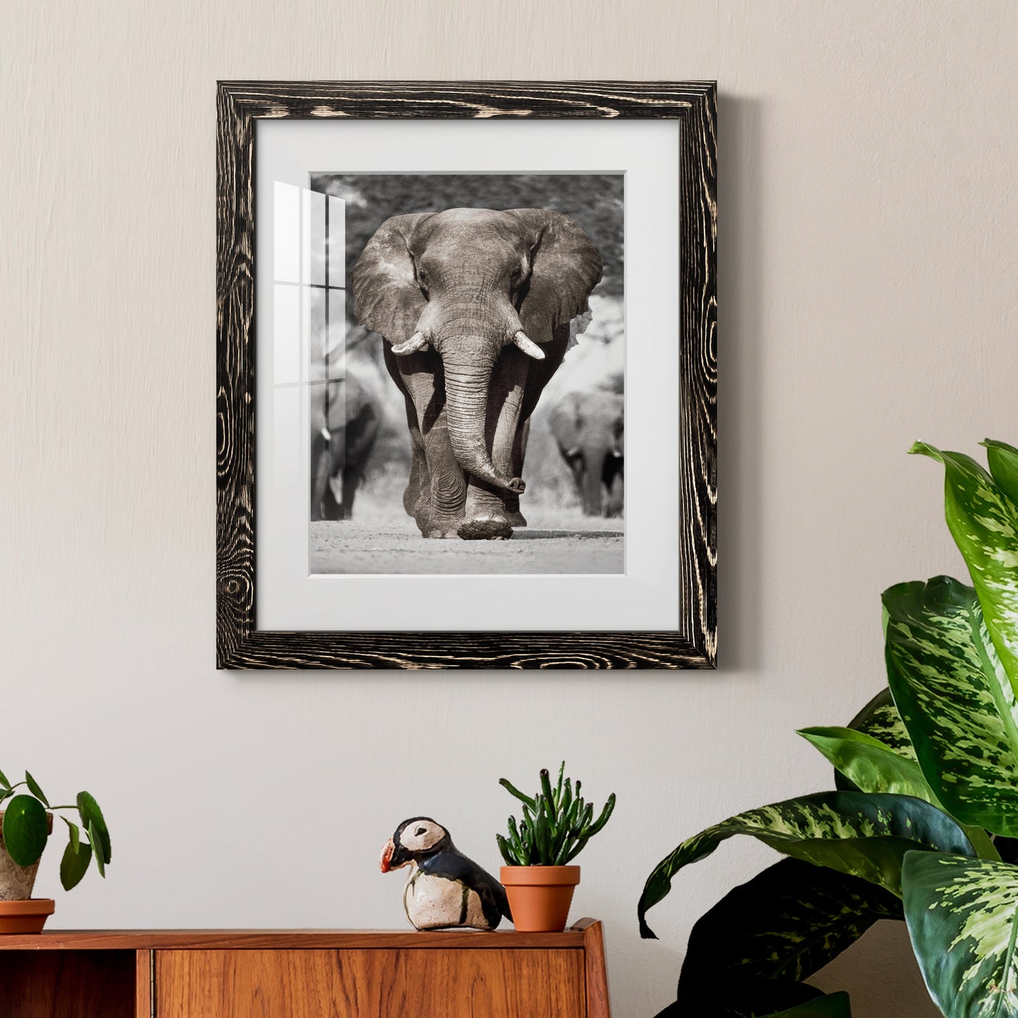 Botswana Patriarch - Premium Framed Print - Distressed Barnwood Frame - Ready to Hang