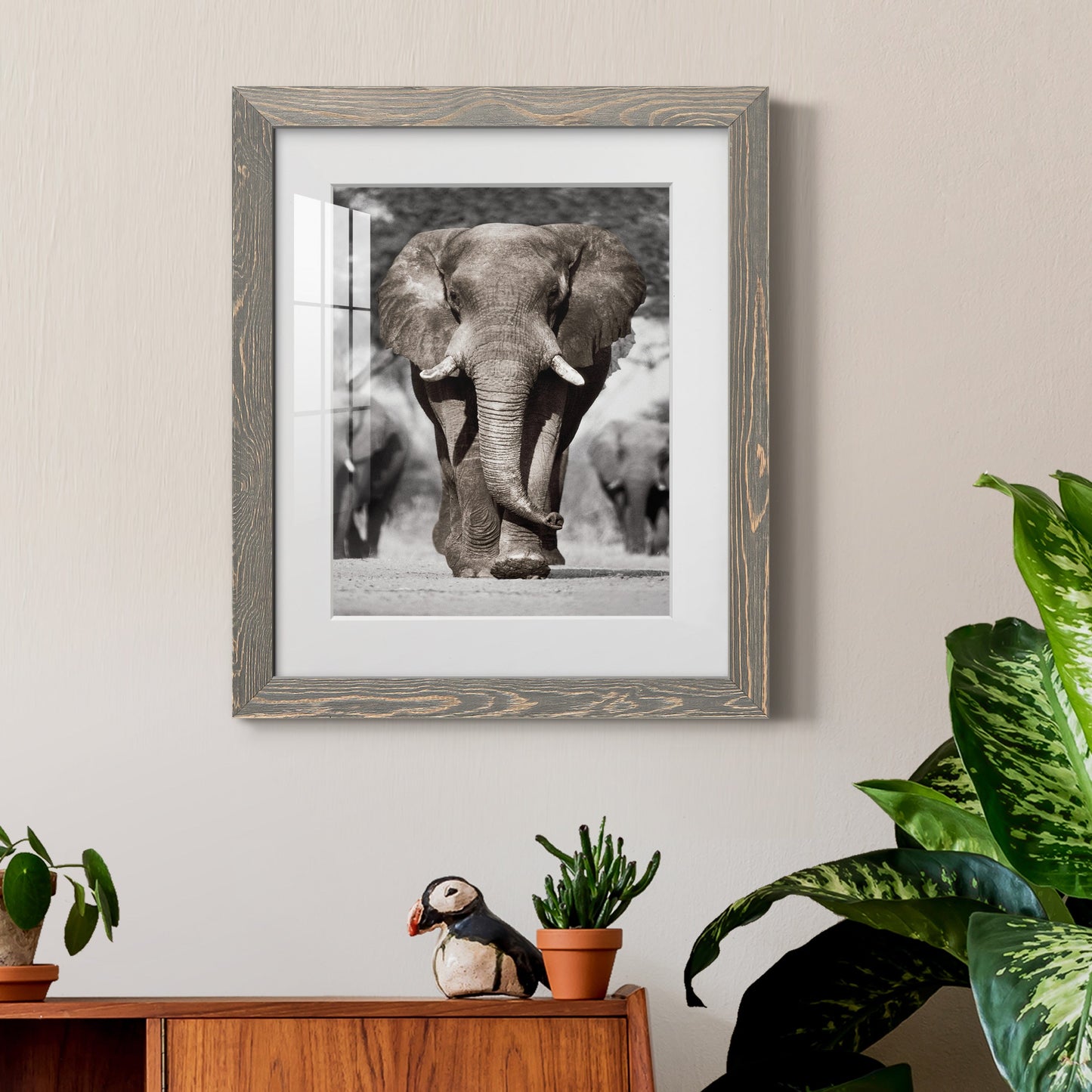 Botswana Patriarch - Premium Framed Print - Distressed Barnwood Frame - Ready to Hang