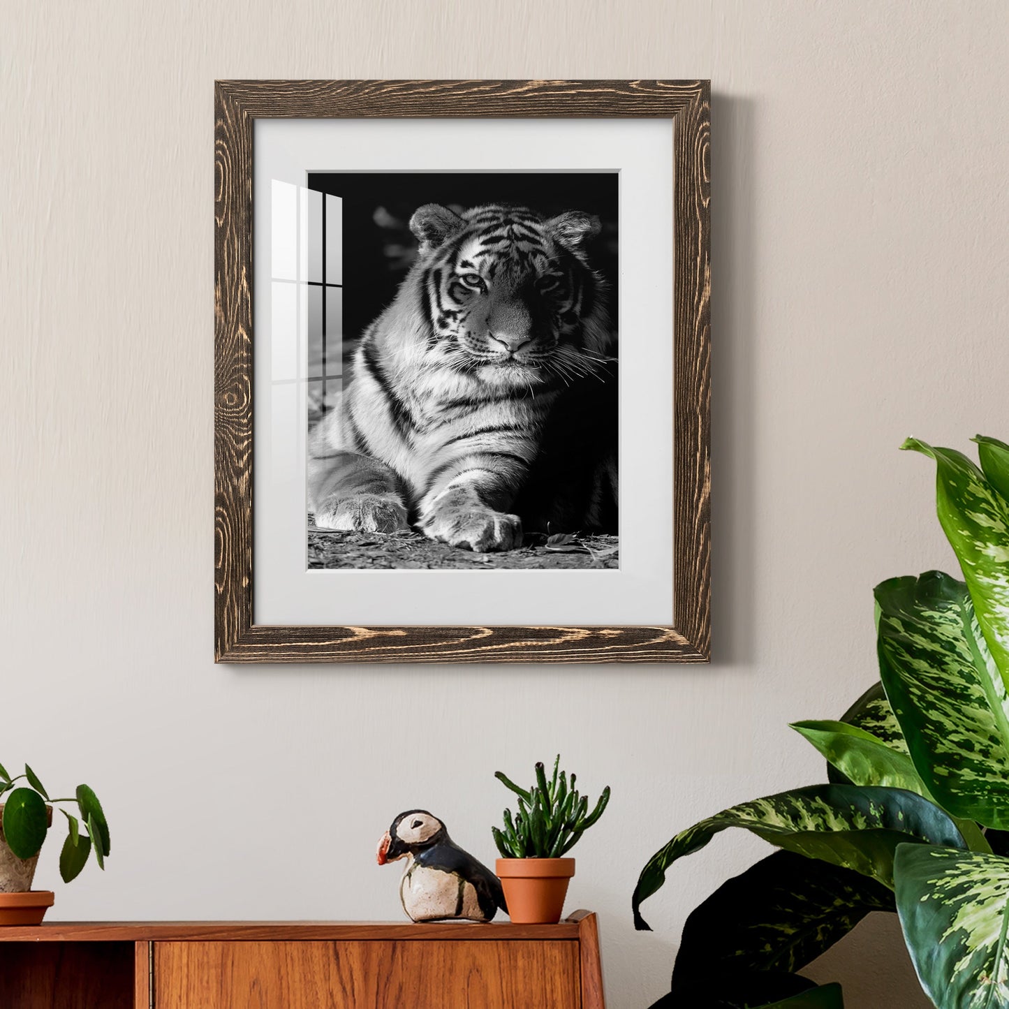 Tiger Repose - Premium Framed Print - Distressed Barnwood Frame - Ready to Hang