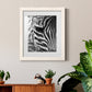 Zebra Colt - Premium Framed Print - Distressed Barnwood Frame - Ready to Hang